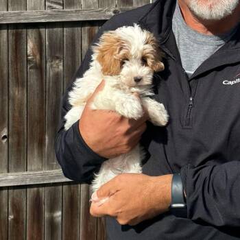 Bonnie -  Maltipoo Dog for Adoption in Chester Springs, Pennsylvania - Bonnie | PetCurious