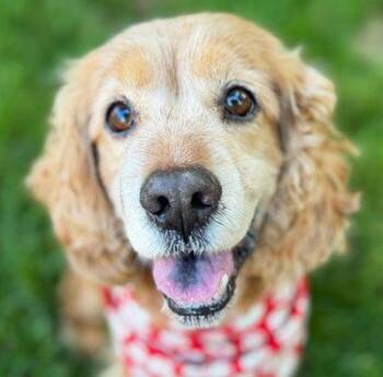 Cocker Spaniel Dogs Available for Adoption in Arlington, Virginia - Diego | PetCurious