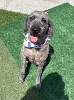 Lady -  Poodle Dog for Adoption in Owensboro, Kentucky - Lady | PetCurious
