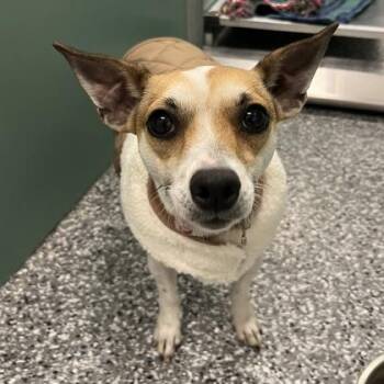 Rescue Mixed Breed Dogs for Adoption in Dubuque, Iowa - Harmony | PetCurious