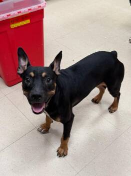 Vinny -  Mixed Breed Dog for Adoption in Bossier City, Louisiana - Vinny | PetCurious