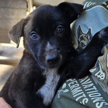 Cedar Logan -  German Shepherd Dog and Mixed Breed Dog for Adoption in Denver, Colorado - Cedar Logan | PetCurious