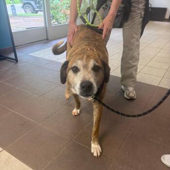 Mixed Breed Dogs Available for Adoption in Columbus, Georgia - 05/02/2026-Stray-RussellRoad-"Rebel" | PetCurious