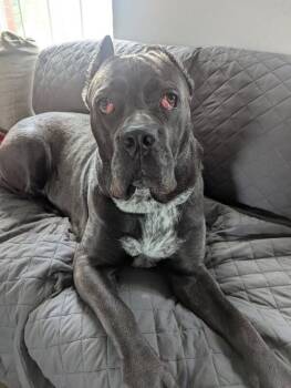 Dobbins -  Mixed Breed Dog for Adoption in Cincinnati, Ohio - Dobbins | PetCurious