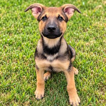 O-Gordo -  Shepherd Dog for Adoption in Kemp, Texas - O-Gordo | PetCurious