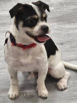 Snoopy -  Shih Tzu and Chihuahua Dog for Adoption in Richardson, Texas - Snoopy | PetCurious