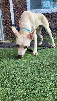 Kipper -  Cattle Dog and American Dog for Adoption in New Kensington, Pennsylvania - Kipper | PetCurious