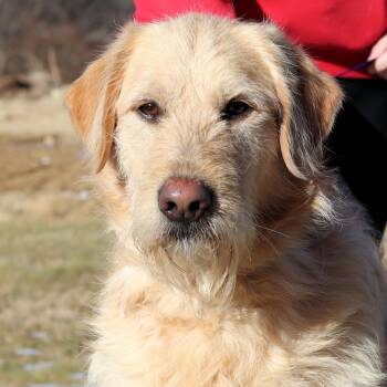 CT Clyde -  Golden Retriever and Poodle Dog for Adoption in Eastford, Connecticut - CT Clyde | PetCurious