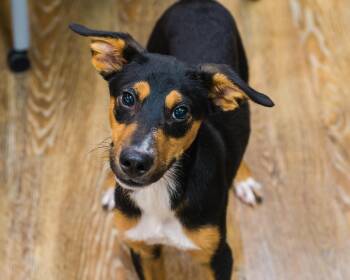 Rescue German Pinscher and Australian Shepherd Dogs for Adoption in Mont Belvieu, Texas - Martin | PetCurious