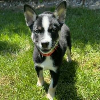 Husky and Mixed Breed Dogs Available for Adoption in Olathe, Kansas - Dean | PetCurious