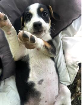 Spiritual Gangsters : Luna -  Border Collie and Beagle Dog for Adoption in Aurora, Indiana - Spiritual Gangsters : Luna | PetCurious
