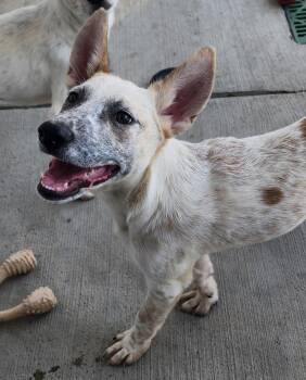 Buttercup Cotton Candy -  Australian Cattle Dog Blue Heeler Dog for Adoption in Fort Lupton, Colorado - Buttercup Cotton Candy | PetCurious
