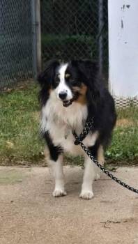 SKYLER -  Australian Shepherd Dog for Adoption in Reed City, Michigan - SKYLER | PetCurious
