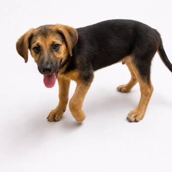 Ash -  German Shepherd Dog Dog for Adoption - Ash | PetCurious