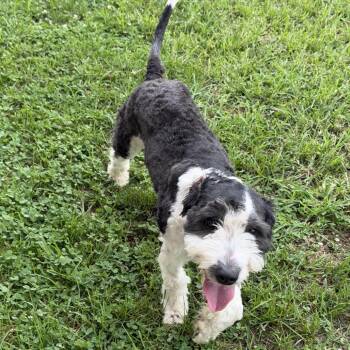 Buoy -  Golden Retriever and Miniature Poodle Dog for Adoption in Camden, Delaware - Buoy | PetCurious