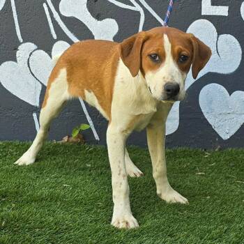 Catahoula Leopard Dog and Mixed Breed Dogs Available for Adoption - FOSTER OR FOSTER-TO-ADOPT NEEDED Daedalus | PetCurious