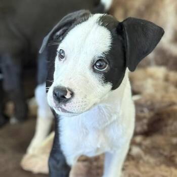 Spaniel and Terrier Dogs Available for Adoption in San Diego, California - Emmy Pup - Wyle | PetCurious