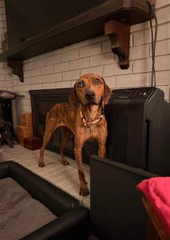 Valentina  -  Hound Dog for Adoption in Tulsa, Oklahoma - Valentina  | PetCurious