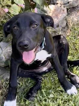 Ruthie -  Black Labrador Retriever Dog for Adoption - Ruthie | PetCurious