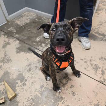 Dude -  Mixed Breed Dog for Adoption in Saint Marys, Pennsylvania - Dude | PetCurious