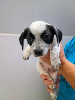 Shorty -  Chihuahua and Mixed Breed Dog for Adoption in Beatrice, Nebraska - Shorty | PetCurious