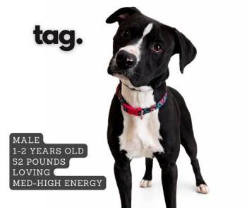 Staffordshire Bull Terrier Dogs Available for Adoption - Tag | PetCurious