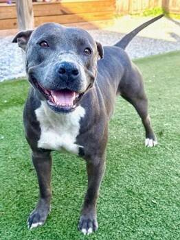 Ophelia -  Mixed Breed Dog Available for Adoption in Port St. Joe, Florida - Ophelia | PetCurious