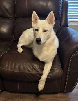 Aspen -  Siberian Husky Dog for Adoption in Boston, Massachusetts - Aspen | PetCurious