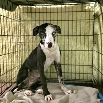 Gabby -  Mixed Breed Dog for Adoption in Port Charlotte, Florida - Gabby | PetCurious