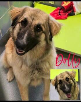 Shepherd Dogs Available for Adoption in Blountville, Tennessee - Dolly | PetCurious