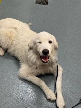 GRAYSCALE -  Great Pyrenees and Mixed Breed Dog for Adoption in Baytown, Texas - GRAYSCALE | PetCurious