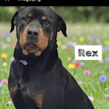 Rottweiler Dogs Available for Adoption - Rex  | PetCurious