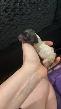 Grace -  Miniature Dachshund Dog for Sale in Mesquite, Texas - Grace | PetCurious