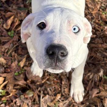 Boxer Dogs Available for Adoption - Professor | PetCurious