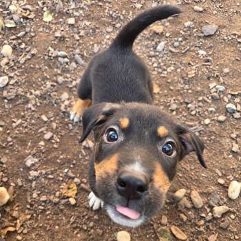 Burt -  Australian Shepherd and Mixed Breed Dog for Adoption in Mundelein, Illinois - Burt | PetCurious