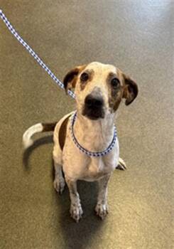 MAGIC -  Mixed Breed Dog for Adoption in Jacksonville, Florida - MAGIC | PetCurious