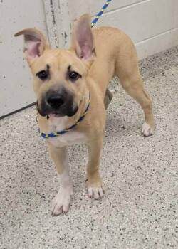 Scrappy Doo -  Mixed Breed Dog for Adoption in Kansas City, Missouri - Scrappy Doo | PetCurious