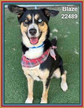 Blaze (51) -  Shepherd Dog for Adoption in Marietta, Georgia - Blaze (51) | PetCurious