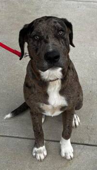 Zack -  Catahoula Leopard Dog and Mixed Breed Dog for Adoption in Denham Springs, Louisiana - Zack | PetCurious