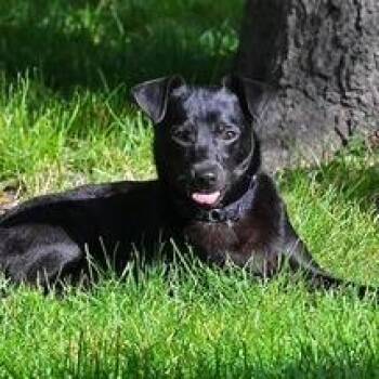 Tabatha -  Chihuahua Dog for Adoption in Riverwoods, Illinois - Tabatha | PetCurious