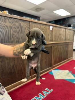 Rescue Labrador Retriever and Mixed Breed Dogs for Adoption in Hot Springs, Arkansas - Howie | PetCurious