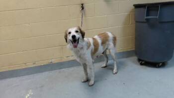WAFFLE HOUSE WANDA -  Great Pyrenees and Mixed Breed Dog for Adoption in Tulsa, Oklahoma - WAFFLE HOUSE WANDA | PetCurious