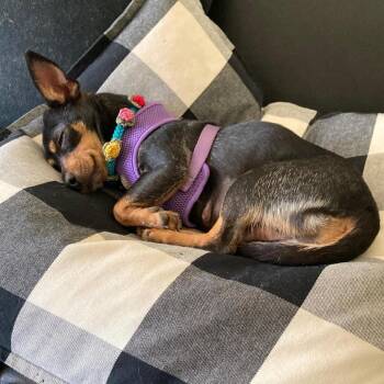 Chihuahua and Mixed Breed Dogs Available for Adoption in Minnetonka, Minnesota - Precious D68983 | PetCurious