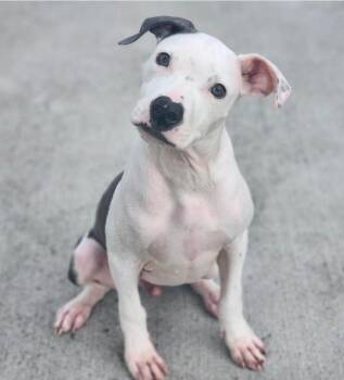 Gustavo -  Mixed Breed Dog for Adoption in Detroit, Michigan - Gustavo | PetCurious