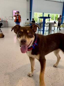 Rescue Australian Cattle Dog Blue Heeler and Husky Dogs for Adoption in Shawnee, Oklahoma - Otis | PetCurious