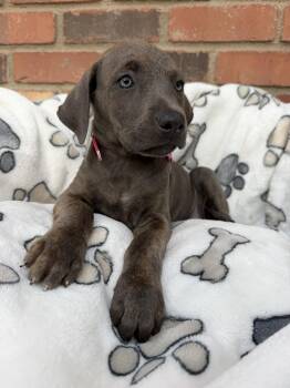 Cane Corso Dogs Available for Adoption - Ariel | PetCurious