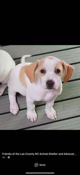 Waluigi -  Hound and Labrador Retriever Dog for Adoption in Sanford, North Carolina - Waluigi | PetCurious