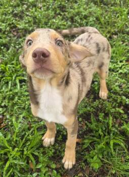 Picasso -  Catahoula Leopard Dog Dog for Adoption in Boca Raton, Florida - Picasso | PetCurious