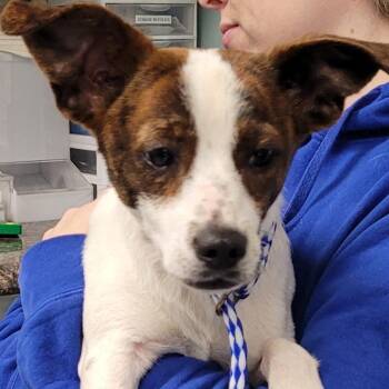 Marty Mcfly/Martin -  Terrier Dog for Adoption in Greenville, South Carolina - Marty Mcfly/Martin | PetCurious