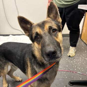 Dumbledore -  Mixed Breed Dog for Adoption in Columbiana, Alabama - Dumbledore | PetCurious
